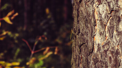 Obraz premium Close up pine tree trunk on blurry background of dark autumn forest, copy space design mockup