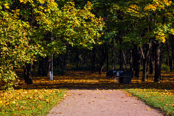Autumn park path with yellow trees