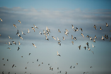 Flock of seagulls flying in the air on blue sky background on sunny day