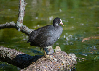 Coot on a logg in a pond at the Drottningholm island in Stockholm