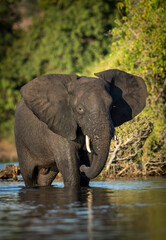 Vertical portrait of a young elephant bull with broken tusk standing in water in Chobe River in Botswana