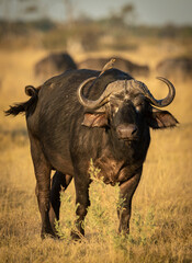 Vertical portrait of an adult buffalo standing in dry grass in Botswana