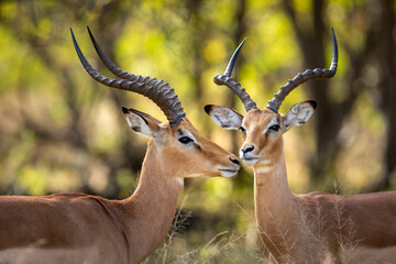 Two male impala in Khwai River in Okavango Delta in Botswana