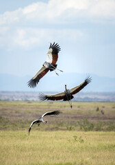 Three grey crowned cranes flying together in Amboseli in Kenya