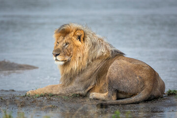 Male lion with a beautiful mane lying in mud near water in Ndutu in Tanzania