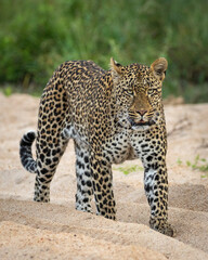 Vertical portrait of a male leopard walking in sandy riverbed in Kruger Park in South Africa