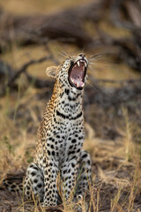Vertical portrait of a leopard yawning in Khwai River in Botswana