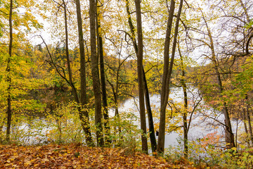 Lush autumn scene at the river Perse (Pērse) in Koknese in October in Latvia in Koknese in October in Latvia