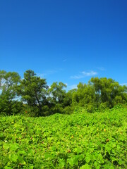 Fototapeta na wymiar 荒地瓜の茂る秋の江戸川河川敷風景
