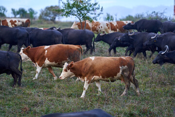 Herd of buffalo and cows