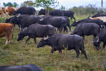 Herd of buffalo and cows
