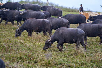 Herd of buffalo and cows