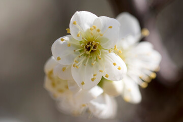 Blossoming of the apricot tree in spring time with  beautiful flowers.Natural seasonal background.
