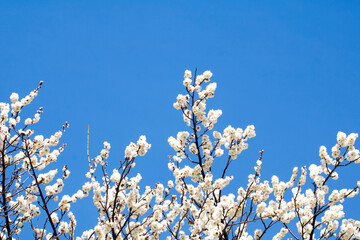 Blossoming of the apricot tree in spring time with  beautiful flowers.Natural seasonal background.
