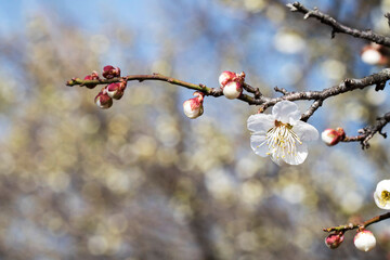 Blossoming of the apricot tree in spring time with  beautiful flowers.Natural seasonal background.
