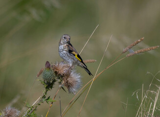 European goldfinch feeding on a Cirsium in a meadow in Stockholm