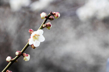 Blossoming of the apricot tree in spring time with  beautiful flowers.Natural seasonal background.
