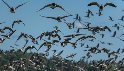 Gees flying over a pond at the bird preservation Hjälstaviken, situated between the towns Stockholm and Enköping