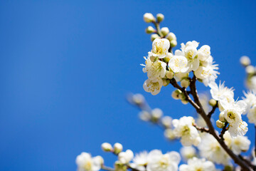 Blossoming of the apricot tree in spring time with  beautiful flowers.Natural seasonal background.
