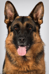 portrait of an adult shepherd dog with tongue