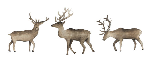 Watercolor deer. Wildlife art illustration. Watercolor graphic for fabric, postcard, greeting card, book, poster, tee-shirt. Illustration.
