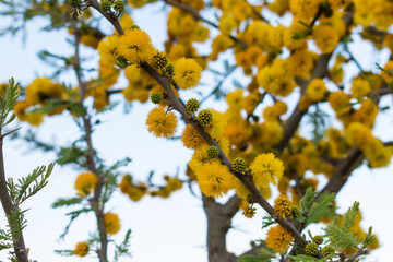 different pictures of the plant 
