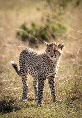 Vertical portrait of a cheetah cub in Masai Mara in Kenya