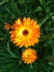 orange flower in the garden