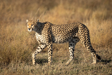 Cheetah walking in dry grass in Ndutu in Tanzania