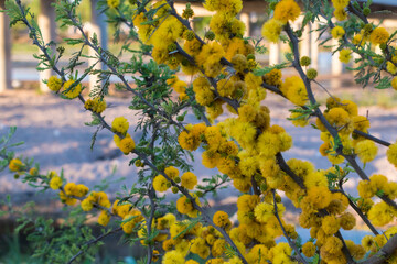 different pictures of the plant 