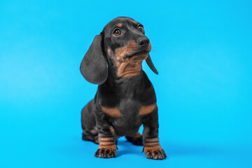Little smart dachshund puppy obediently sits and looks ahead carefully on blue background, studio shot, copy space for advertising text. Performance of purebred dogs.