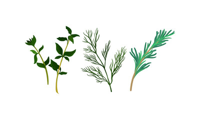 Rosemary and Dill Twig as Kitchen Potherbs Vector Set