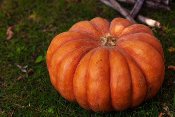 Pumpkin on green grass background backyard decor for Halloween and Thanksgiving day. Seasonal autumn wallpaper. Fall greeting card. Eco zero waste house exterior design with natural decorations.