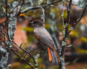 Bird on branch Lavskrika #2