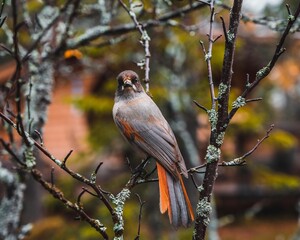 Bird on branch Lavskrika #1