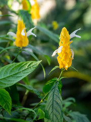 パキスタキス lollypop plant