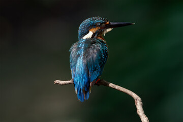 The common kingfisher (Alcedo atthis) also known as the Eurasian kingfisher is a small kingfisher. It is resident in much of its range, but migrates from areas where rivers freeze in winter.