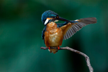 The common kingfisher (Alcedo atthis) also known as the Eurasian kingfisher is a small kingfisher. It is resident in much of its range, but migrates from areas where rivers freeze in winter. © Thongtawat