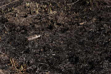 Obraz premium Scorched reed field. Consequences of careless handling of fire.