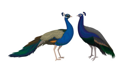 Naklejka premium Peafowl or Peacock as Bird Specie with Extravagant Plumage Vector Set