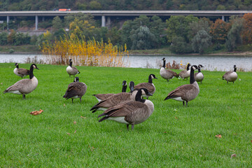 A group of  canada geese (branta canadensis) on a grassland beside the river Rhine