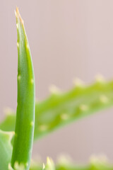 Aloe vera leaf with spikes and thorns macro growing up among other leaves on blur natural background