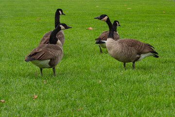 A group of  canada geese (branta canadensis) on a meadow