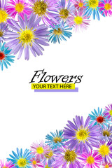 Floral background made of alpine aster flowers. Isolated background. Close-up. Festive card made of flowers. Full depth of field. Baner. Print and design concept.