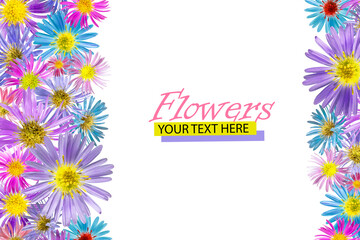 Floral background made of alpine aster flowers. Isolated background. Close-up. Festive card made of flowers. Full depth of field. Baner. Print and design concept.