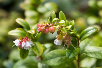 Obraz premium Vaccinium vitis-idaea macro view. The process of growth and ripening of organic lingonberry berries, unripe green and pinkish berries.