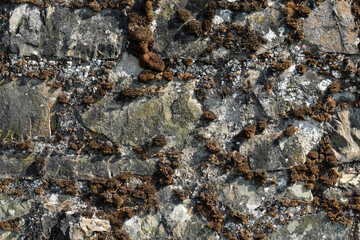 Verwitterte graue Steinmauer mit vertrocknetem braunem Moos - Stockfoto