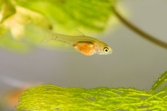 The weekly fry of the barbus fish with a full belly after dinner Artemia salina nauplius. Macro view young Pethia Conchonius. Selective focus, shallow depth of field. green aquarium plants background.