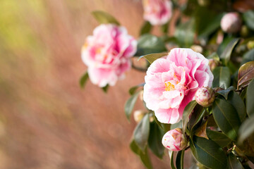 Fototapeta na wymiar Blooming Camellia flowers in Korea 
