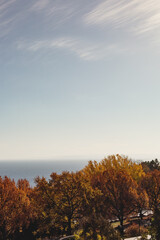 Autumn background. Trees with yellow, red and green leaves.